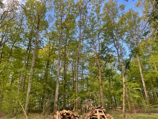 Bois de chauffage Orléans